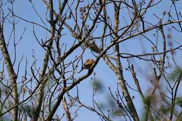 Turmfalke 