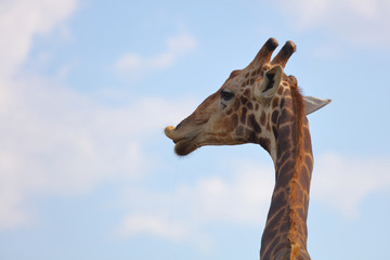 Giraffe / Giraffe / Giraffa Camelopardalis