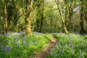 Bluebell Forest Path