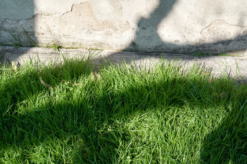 Beatiful shadows on grass and an old crackling wall.