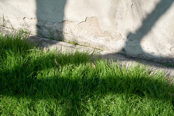 Beatiful shadows on grass and an old crackling wall.