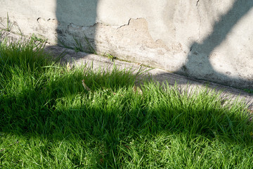 Beatiful shadows on grass and an old crackling wall.