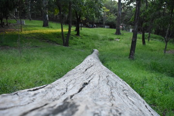Tronco