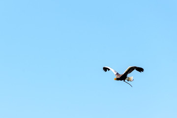 Obraz premium Flying steller's sea eagle (Haliaeetus pelagicus)