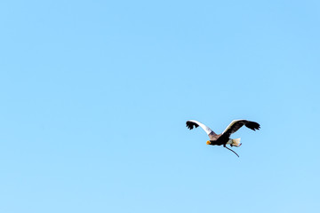 Fototapeta na wymiar Flying steller's sea eagle (Haliaeetus pelagicus)