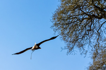 Flying steller's sea eagle (Haliaeetus pelagicus)