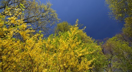 Fototapeta premium Spring Impressions from the Goethe Park in Berlin-Wedding from April 21, 2015, Germany