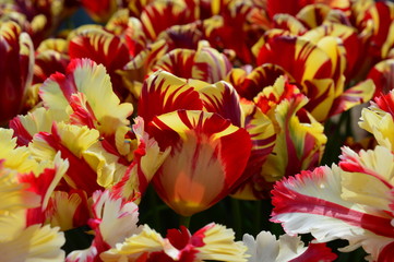 Mixed Tulips at Wooden Shoe Tulip Festival in Woodburn Oregon
