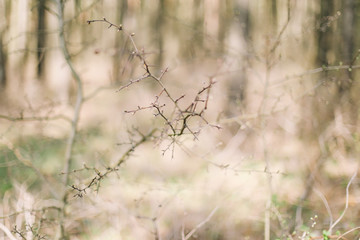  Spring wallpaper. Abstract blurred background. Springtime. Branches of trees with soft focus.