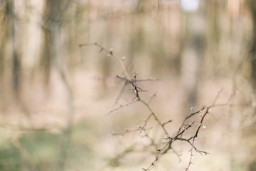  Spring wallpaper. Abstract blurred background. Springtime. Branches of trees with soft focus.