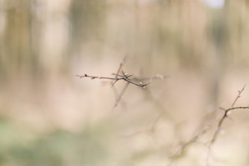  Spring wallpaper. Abstract blurred background. Springtime. Branches of trees with soft focus.