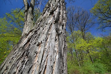 Spring Impressions from the Goethe Park in Berlin-Wedding from April 21, 2015, Germany