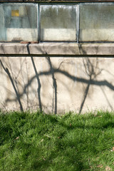 Beatiful shadows on grass and an old crackling wall.