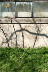 Beatiful shadows on grass and an old crackling wall.