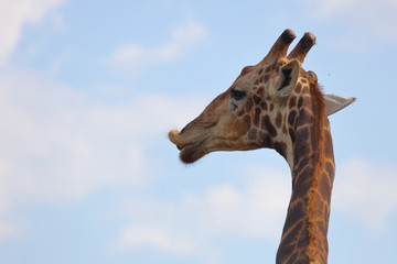Giraffe / Giraffe / Giraffa Camelopardalis