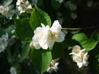 Apple blossom in spring. Beautiful nature in spring.  