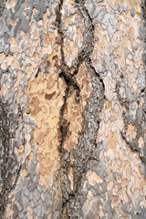 Is beatuiful and has varous interesting shapes and cracks that make this image perfect for backgrounds or editing.