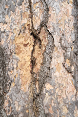 Is beatuiful and has varous interesting shapes and cracks that make this image perfect for backgrounds or editing.