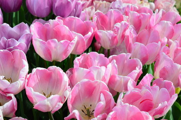 Obraz premium Pink Tulips at Wooden Shoe Tulip Festival in Woodburn Oregon
