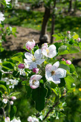Spring pink blossom of apple trees in orchard, fruit region Haspengouw in Belgium