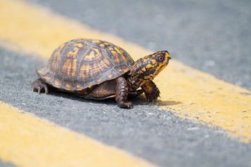 Eastern Box Turtle Crossing the Road