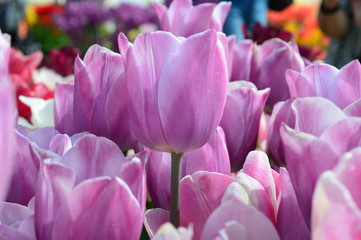Fototapeta na wymiar Pink Tulips at Wooden Shoe Tulip Festival in Woodburn Oregon