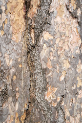 Is beatuiful and has varous interesting shapes and cracks that make this image perfect for backgrounds or editing.