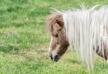 portrait of a horse/ pony