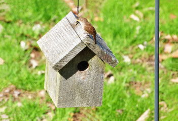 Tiny Warbler Standing on a Birdhouse