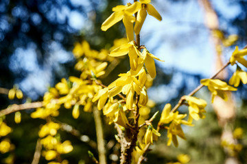 Close up of forsythia in sunny spring forest