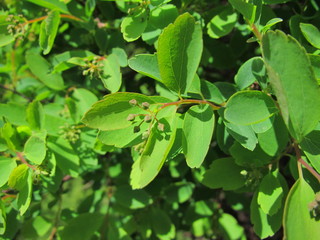  Green spring bushes and leaves