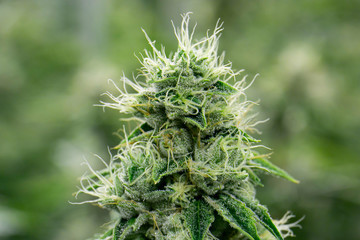 Marijuana Close Up Bud
