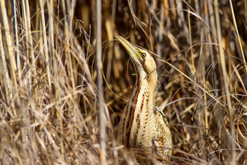 Nature and bird. Bird: Eurasian Bittern. Botaurus stellaris. Yellow brown habitat background.  © serkanmutan