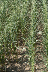 vertrocknete Maispflanzen