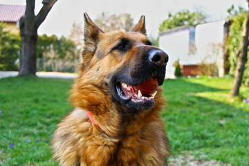 This is a view of bitch of german shepherd.