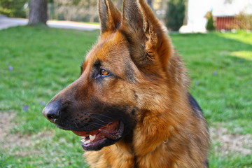 This is a view of bitch of german shepherd.