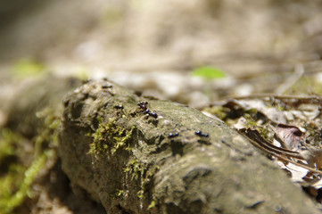 Ants walking