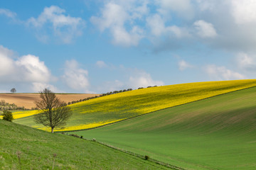 Obraz premium A Spring Farmland View in the South Downs in Sussex