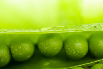 fresh green pea