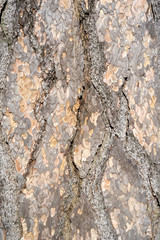 Is beatuiful and has varous interesting shapes and cracks that make this image perfect for backgrounds or editing.