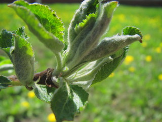 Flowering of spring tree