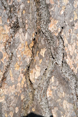 Is beatuiful and has varous interesting shapes and cracks that make this image perfect for backgrounds or editing.