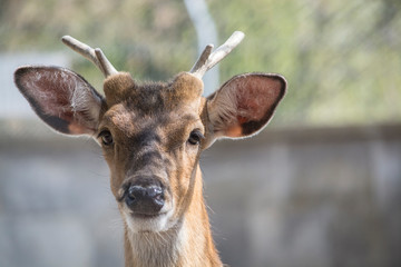 Fototapeta premium portrait of a deer