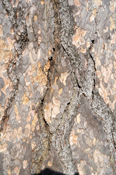 Is beatuiful and has varous interesting shapes and cracks that make this image perfect for backgrounds or editing.