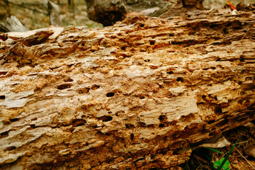 A piece of wood is eaten by termites
