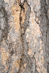 Is beatuiful and has varous interesting shapes and cracks that make this image perfect for backgrounds or editing.