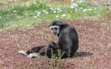 Sad monkey sitting on the grass