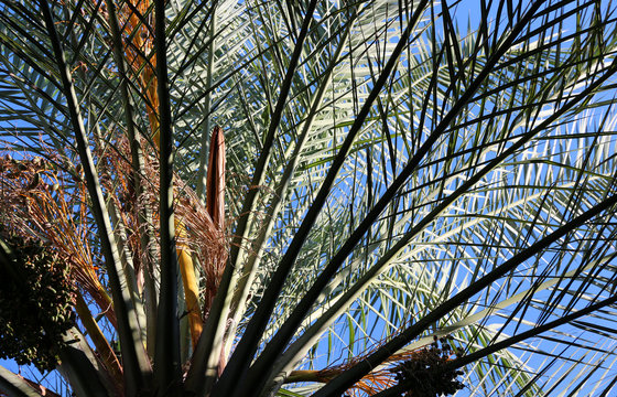 date palm tree - detail under the branches