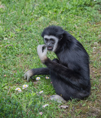 Monkey sitting on the grass eating salad