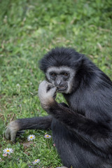 Monkey sitting on the grass eating salad